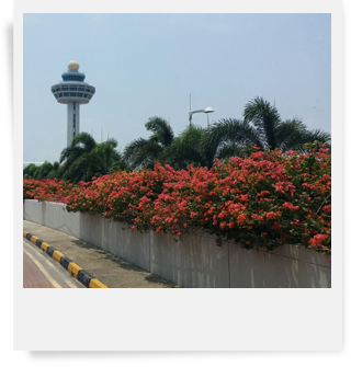 Changi Airport Landscape