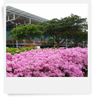 Changi Airport Landscape