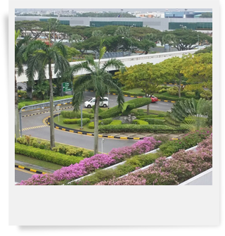 Changi Airport Landscape
